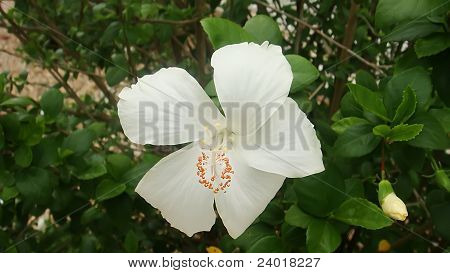 白い花