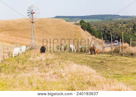 Farming Animals Road Highway Landscape