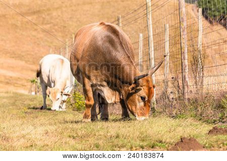 Animals Cattle Beef Farming