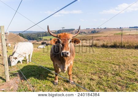 Animals Cattle Beef Farming