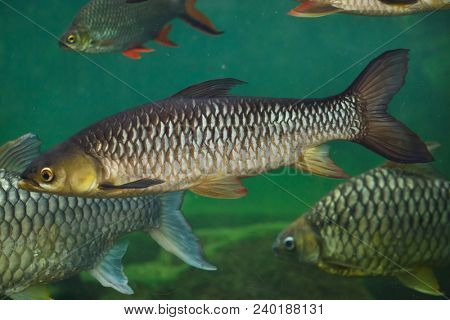 Hoven's carp (Leptobarbus hoevenii), also known as the mad barb or sultan fish.
