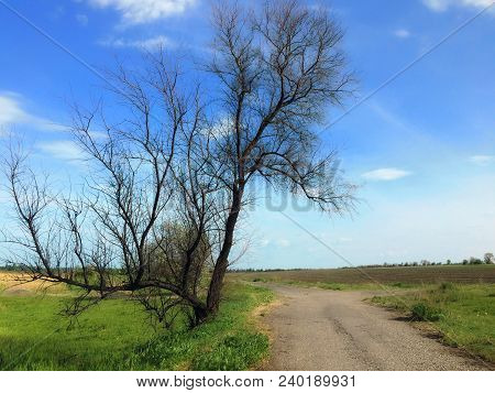 A Dried Tree Against A Blue Sky And Green Grass On A Summer Day.