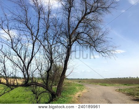 A Dried Tree Against A Blue Sky And Green Grass On A Summer Day.