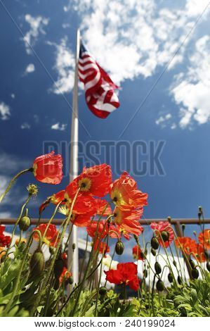 Close Up Red Poppies In Foreground And American Flag Flying In The Blue Sky With White Clouds, Usa M