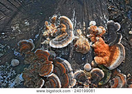 Multicolored Wood Mushrooms On Old Stump Close-up