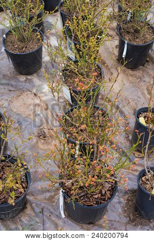 Varieties of highbush blueberry plants growing in a nursery.