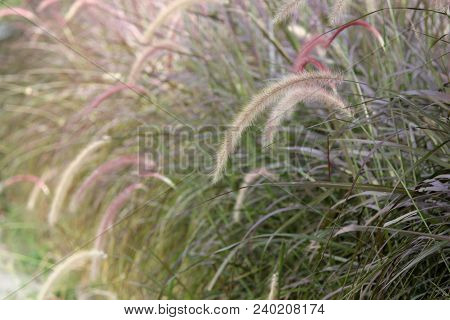 Setaceum Pennisetum Or Gramineae Grass