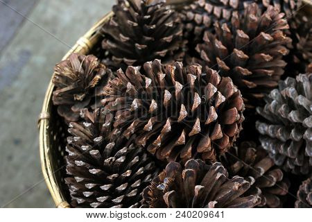 Conifer Cone In Wicker Basket