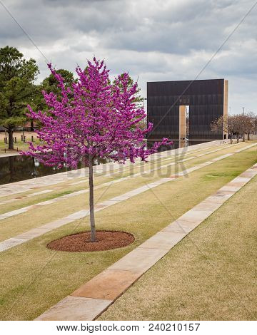 Oklahoma City, Oklahoma / Usa - March 31, 2018: Beautiful Pink And Purple Tree At The Oklahoma City 
