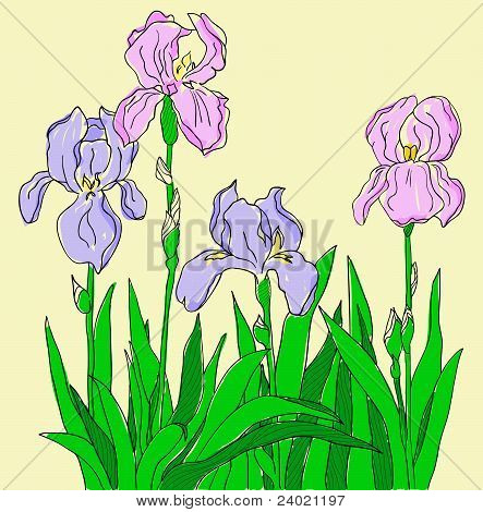 Iris kleur.