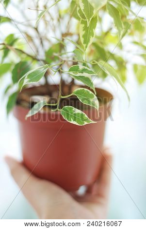 Ficus Benjamina. Decorative Flower, At Window Selective Focus