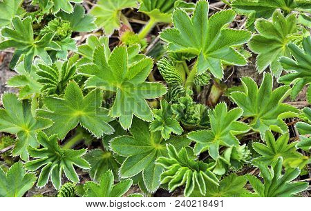 Young Carved Green Leaves Of Wild Meadow Grass Close Up - Beautiful Natural Spring Background