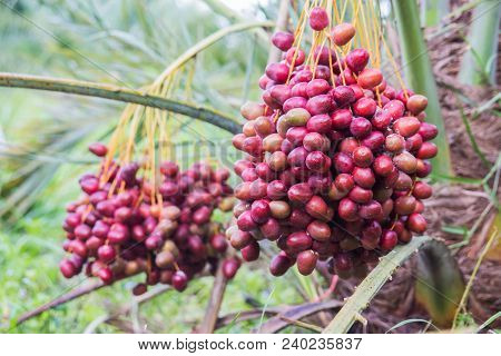 Dates On A Palm Tree.