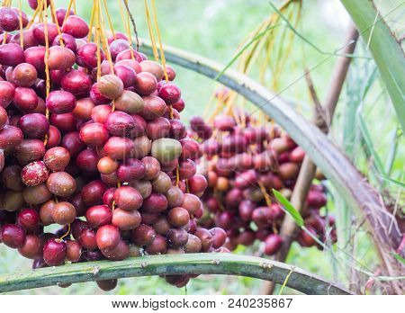 Dates On A Palm Tree.