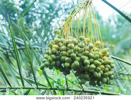 Dates On A Palm Tree.