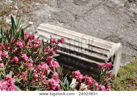 Fiori e colonna