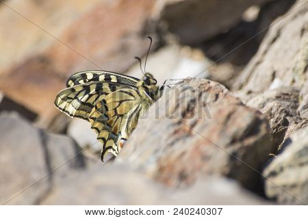 Beautiful Detailed Butterfly Machaon Swallowtail On A Rock Composition