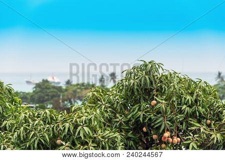 View Of Mango Trees On The Background Of The Ocean, Bayahibe, La Altagracia, Dominican Republic. Cop