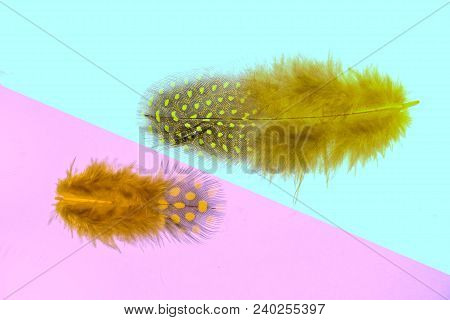 Two Fluffy Yellow Feathers With Spots Of Guinea Fowl Close Up, On A Two-tone Pink - Turquoise Backgr
