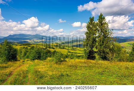 Autumnal Countryside Of Carpathian Mountains. Country Road Through Grassy Meadow, Two Giant Spruce T