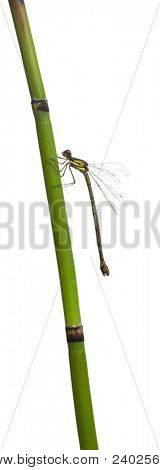 Willow Gemeine Binsenjungfer oder Western Willow Spreadwing, Weidenjungfer am stengel der Pflanze vor