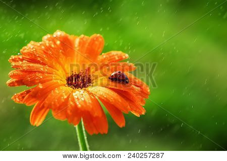 Ladybug And Orange Gerbera Or Calendula Flower On Sun Against Grass. Raining Water Drops.