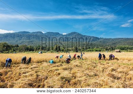 Farmers Harvest Rice.