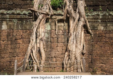 Roots Of A Giant Spung Tree Covered On Ta Prohm Temple An Iconic Tourist Attraction Place In Siem Re
