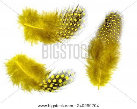 Three Fluffy Yellow Feathers With Spots Of Guinea Fowl Close Up, Isolated On A White Background - De