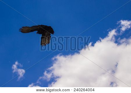 Decorative Pigeons Hover In The Sky Under The Sun.
Long Time Ago, Various Breeds Of Pigeons Surprise