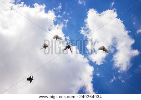 Decorative Pigeons Hover In The Sky Under The Sun.
Long Time Ago, Various Breeds Of Pigeons Surprise