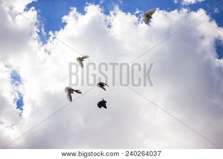 Decorative Pigeons Hover In The Sky Under The Sun.
Long Time Ago, Various Breeds Of Pigeons Surprise