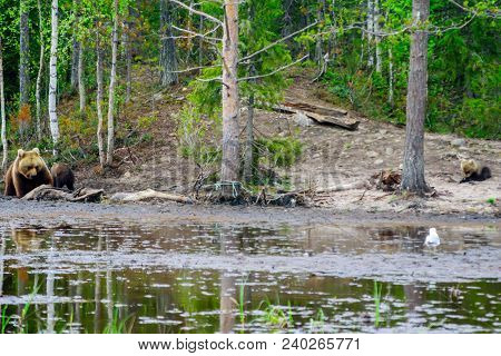 View Of A Mother And 2 Cubs Brown Bears, In Kuusamo Region, Finland