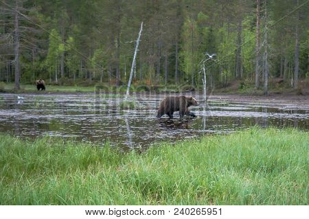 Pond With Brown Bears, In Kuusamo Region, Finland