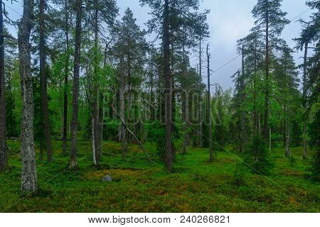 Trees And Forest Along The Rykimakero Trail, In Pyha-luosto National Park, Lapland, Finland