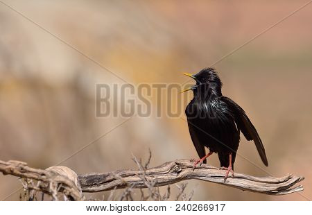 Spotless Starling Perched On A Branch With Brown Background.