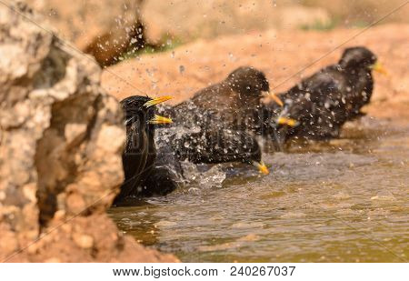 Several Spotless Starling Bathing In A Pond In The Countryside.