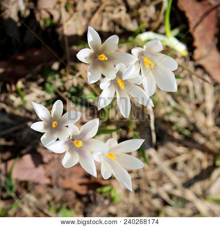 White Flowers Of Crocus Blossomed On The Mountains In Spring