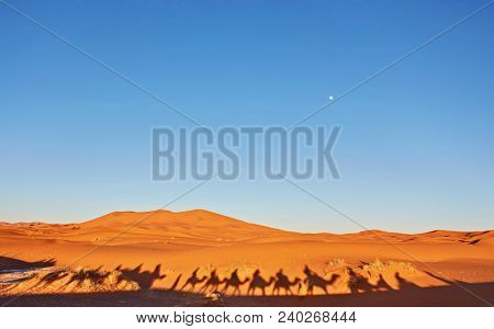 Camal Caravan On A Nomad Trip Through Sand Desert