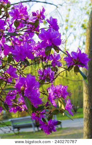 Rhododendron Flowers Close-up. Ledum Flowers. Floral Background