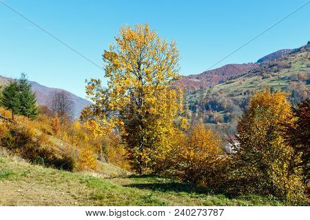 Autumn Carpathian Mountains Landscape With Multicolored Trees On Slope (rakhiv District, Transcarpat