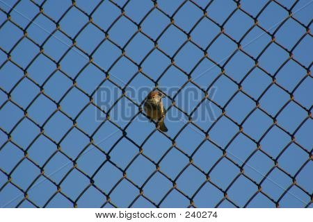 Bird On A Wire