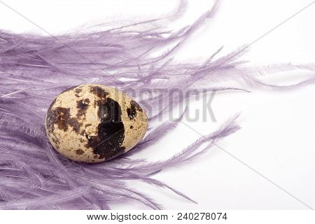 Single Quail Egg With A Purle Feather On White Background, Closeup.
