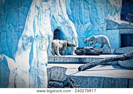 Polar Bear Ursus Maritimus Or Polar Bear In A District Fight In A Zoo With Ice And Tree Trunk In Coo