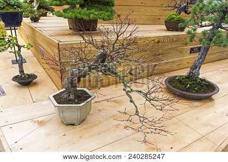 Bonsai - Japanese Maple (acer Palmatum). Age - About 70 Years. Exhibition Of Bonsai In Aptekarsky Og