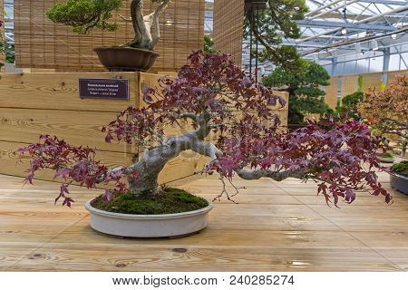 Bonsai - Japanese Maple (acer Palmatum). Age - About 50 Years. Exhibition Of Bonsai In Aptekarsky Og