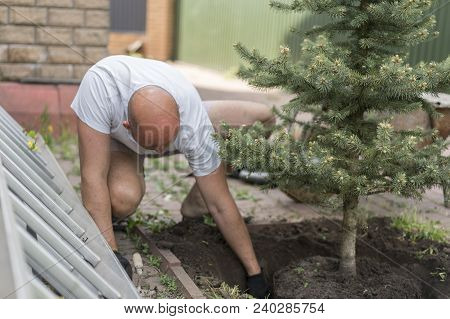 A Man Is Planting A Christmas Tree. Man Planting Small Christmas Tree In Silty Soil Ground With Bare