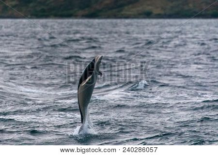 Jumping Southern Right Whale Dolphin In The Strait Of Magellan, Patagonia, Chile