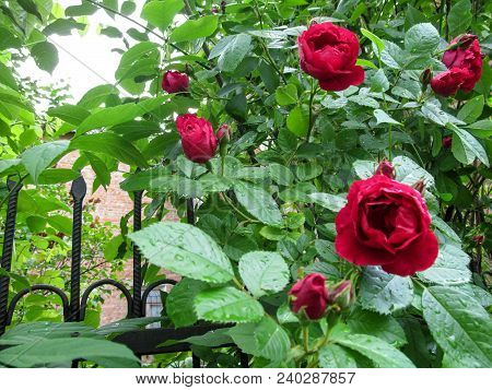 Beautiful Half-opened Bright Red Rose Flowers Against The Background Of Green Leaves With Drops Of D