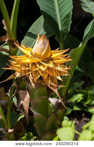 Golden Lotus Banana, Ensete Lasiocarpum/ Chinese Dwarf Banana